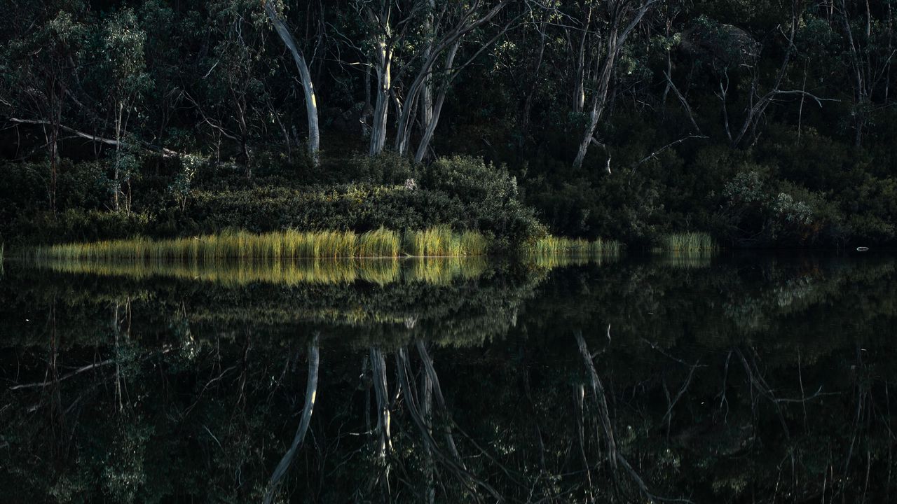 Wallpaper forest, trees, lake, reflection, nature, green