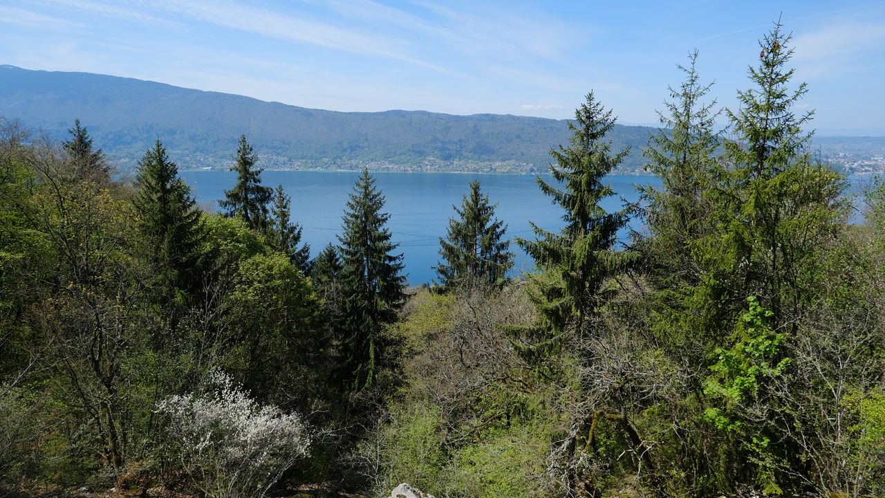 Wallpaper forest, trees, lake, hills, landscape