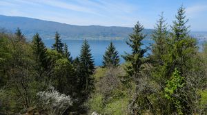 Preview wallpaper forest, trees, lake, hills, landscape
