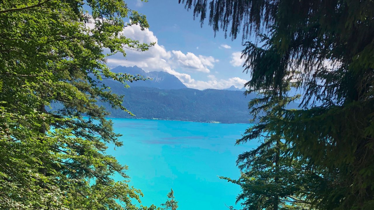 Wallpaper forest, trees, lake, landscape, nature