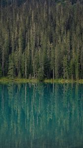 Preview wallpaper forest, trees, lake, water, reflection