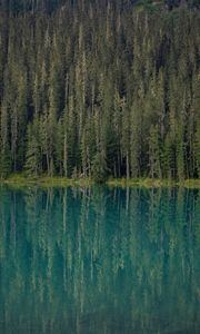 Preview wallpaper forest, trees, lake, water, reflection