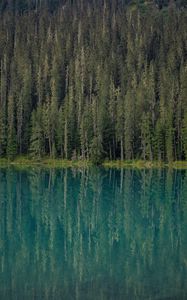 Preview wallpaper forest, trees, lake, water, reflection