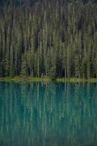 Preview wallpaper forest, trees, lake, water, reflection