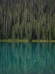 Preview wallpaper forest, trees, lake, water, reflection