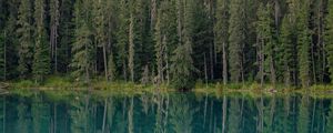 Preview wallpaper forest, trees, lake, water, reflection