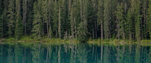 Preview wallpaper forest, trees, lake, water, reflection