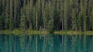 Preview wallpaper forest, trees, lake, water, reflection