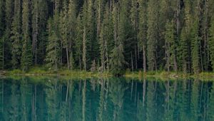Preview wallpaper forest, trees, lake, water, reflection