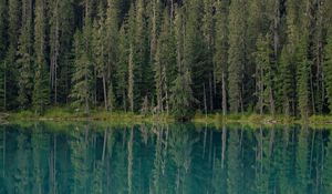 Preview wallpaper forest, trees, lake, water, reflection