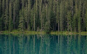 Preview wallpaper forest, trees, lake, water, reflection