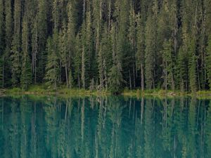 Preview wallpaper forest, trees, lake, water, reflection
