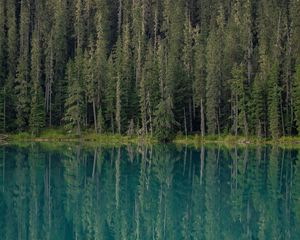Preview wallpaper forest, trees, lake, water, reflection