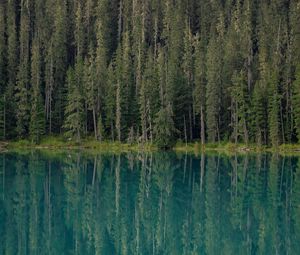 Preview wallpaper forest, trees, lake, water, reflection