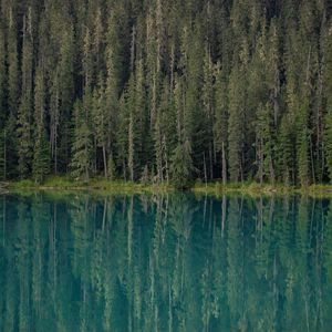 Preview wallpaper forest, trees, lake, water, reflection