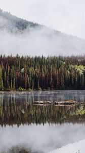 Preview wallpaper forest, trees, lake, reflection, mountain, fog
