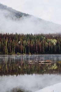 Preview wallpaper forest, trees, lake, reflection, mountain, fog