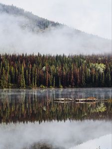 Preview wallpaper forest, trees, lake, reflection, mountain, fog