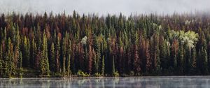 Preview wallpaper forest, trees, lake, reflection, mountain, fog