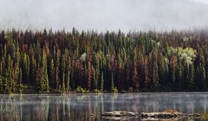 Preview wallpaper forest, trees, lake, reflection, mountain, fog