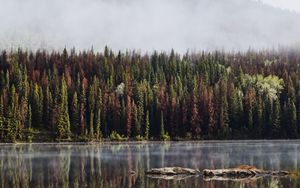 Preview wallpaper forest, trees, lake, reflection, mountain, fog