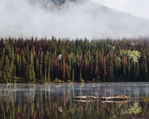 Preview wallpaper forest, trees, lake, reflection, mountain, fog