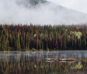 Preview wallpaper forest, trees, lake, reflection, mountain, fog