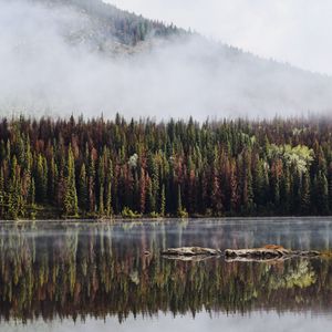 Preview wallpaper forest, trees, lake, reflection, mountain, fog