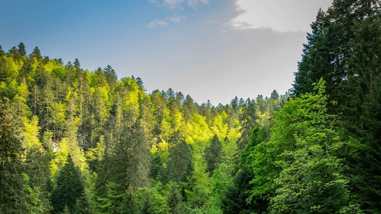 Wallpaper forest, trees, lake, reflection, landscape