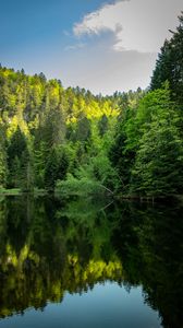 Preview wallpaper forest, trees, lake, reflection, landscape