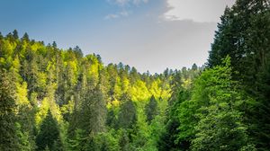 Preview wallpaper forest, trees, lake, reflection, landscape