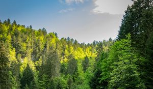 Preview wallpaper forest, trees, lake, reflection, landscape
