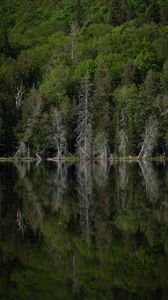 Preview wallpaper forest, trees, lake, reflection, landscape, green