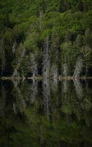 Preview wallpaper forest, trees, lake, reflection, landscape, green