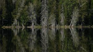 Preview wallpaper forest, trees, lake, reflection, landscape, green