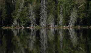 Preview wallpaper forest, trees, lake, reflection, landscape, green