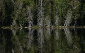 Preview wallpaper forest, trees, lake, reflection, landscape, green