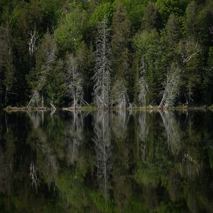 Preview wallpaper forest, trees, lake, reflection, landscape, green