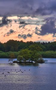 Preview wallpaper forest, trees, lake, ducks, nature