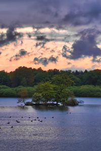 Preview wallpaper forest, trees, lake, ducks, nature