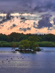 Preview wallpaper forest, trees, lake, ducks, nature