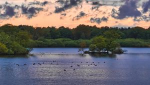 Preview wallpaper forest, trees, lake, ducks, nature