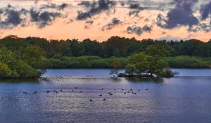 Preview wallpaper forest, trees, lake, ducks, nature