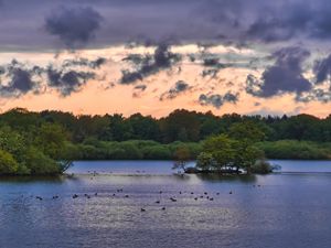 Preview wallpaper forest, trees, lake, ducks, nature