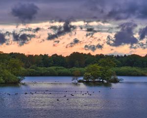 Preview wallpaper forest, trees, lake, ducks, nature