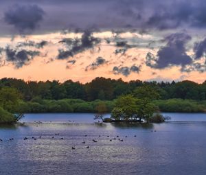 Preview wallpaper forest, trees, lake, ducks, nature