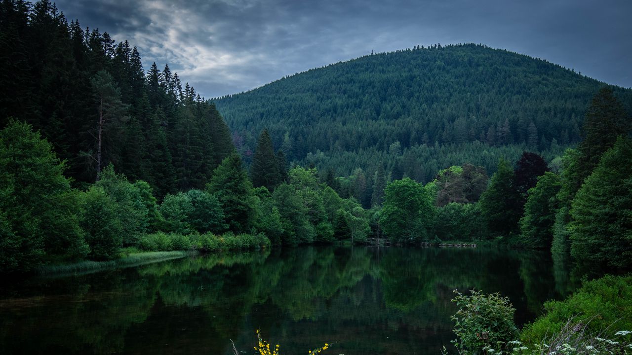 Wallpaper forest, trees, lake, nature
