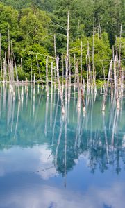 Preview wallpaper forest, trees, lake, branches, dry, reflection, nature