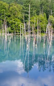 Preview wallpaper forest, trees, lake, branches, dry, reflection, nature