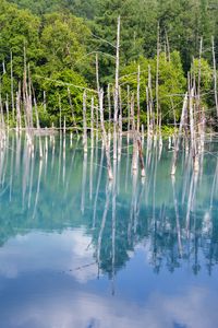 Preview wallpaper forest, trees, lake, branches, dry, reflection, nature